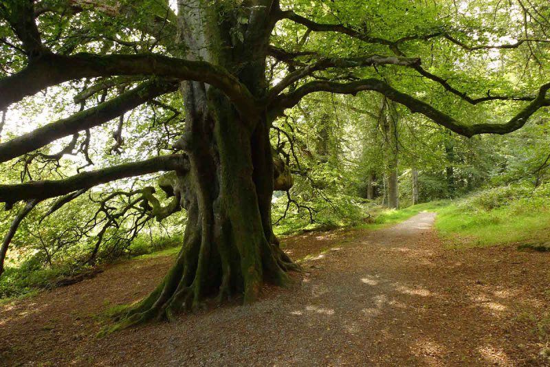 A huge oak becomes another feature at Slieve Gullion