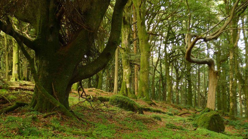 Looking through the trees and across the hills at Slieve Gullion