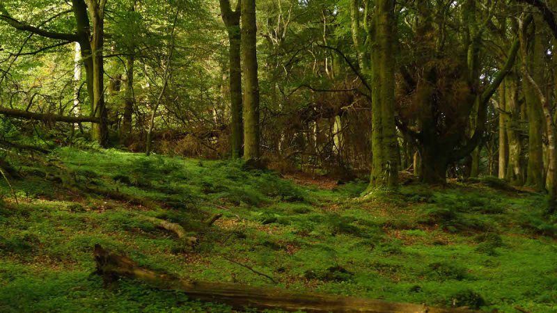 The amazing mythical, magical forest at Slieve Gullion