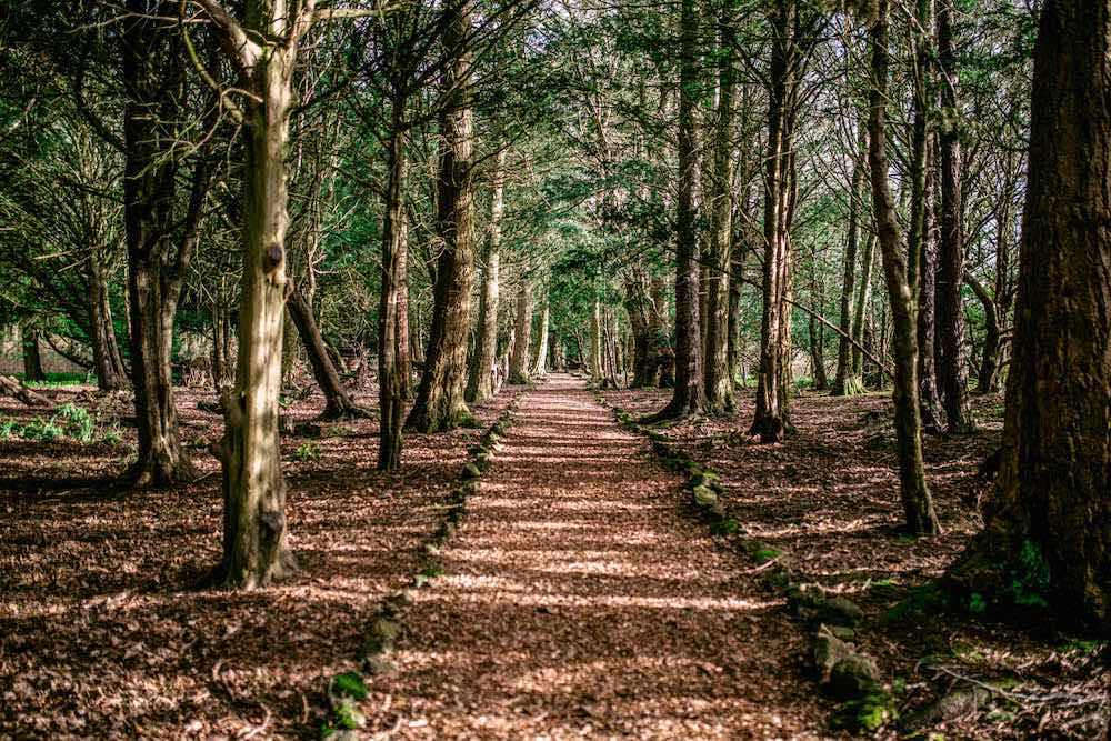 Pathway through the enchanted woodland towards the lost castle